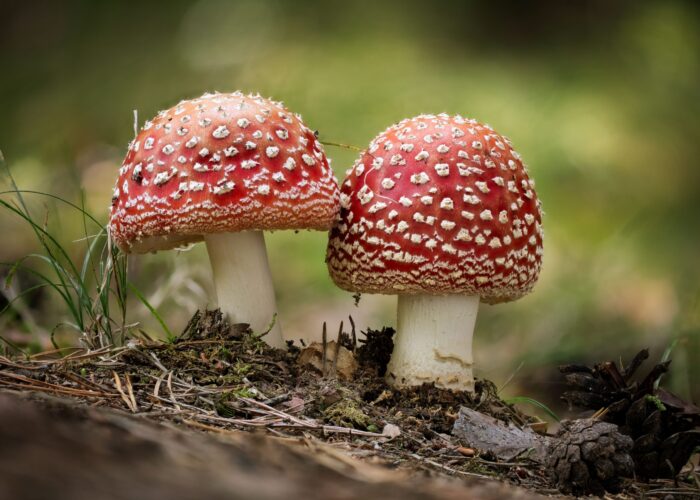 Amanita Muscaria UK