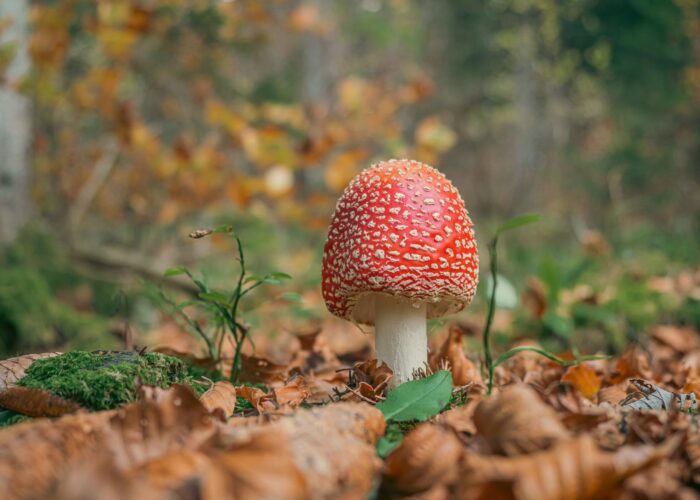 Foraging – Fly Agaric UK