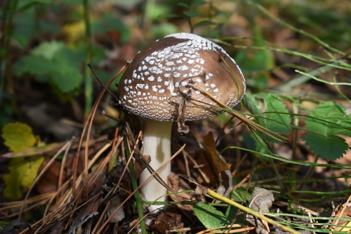 panther caps