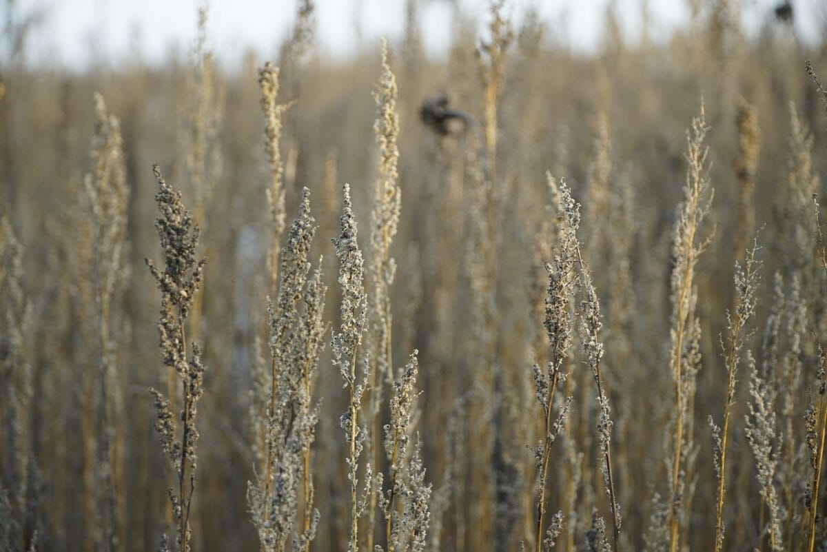 mugwort